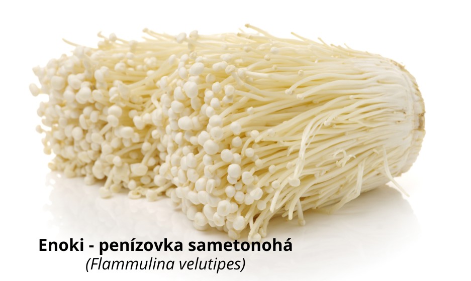 Enoki-penízovka sametonohá